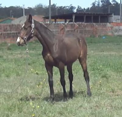 cavalo: negoceio futuro garanhão (Landgraf/Capitol/ Libero H/ Calypso) com roulote/atrelado 