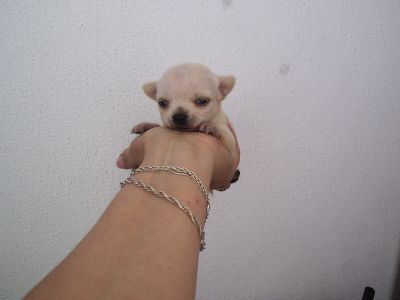 CAES varias raças miniaturas