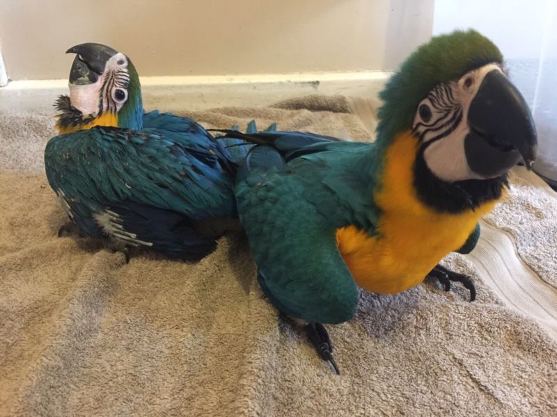 Papagaios e ovos de papagaio