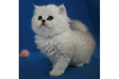 Doar , Branco puro persian gatinhos para adoção livre.