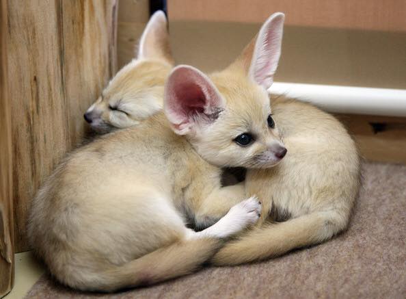 Raposas Fennec disponíveis.