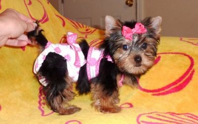 Filhotes de Yorkshire para venda