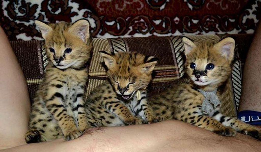 Bengal, savannah, Serval, Caracal e gatinhos muito exóticos para venda