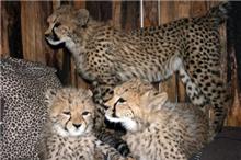 África exótica Serval, Ocelot, Savannah, gatinhos Caracal para venda