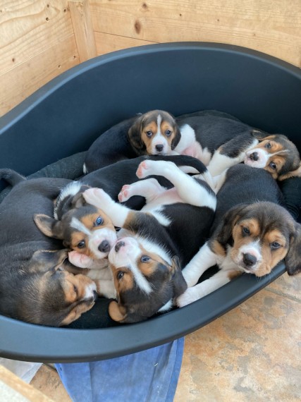 3 Adoráveis Filhotes BeagleCachorros na ninhada disponíveis para machos e fêmeas. Mamãe é um Beagle,