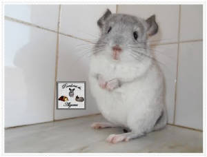 Chinchilas e Porquinhos da India