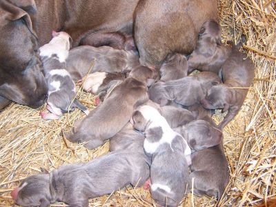 blue American pitbull Filhotes