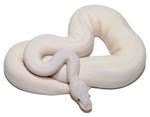 relâmpago pied pythons venda