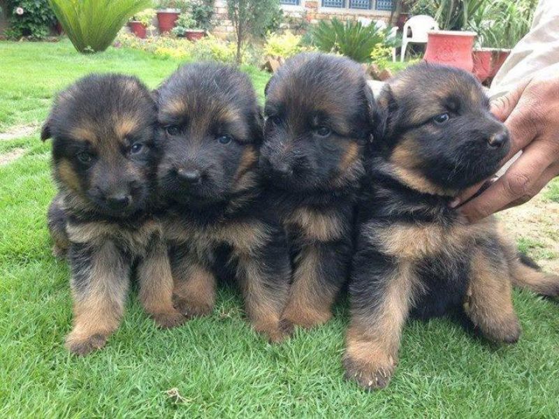 Pastores alemaes de qualidade  com pediggre 