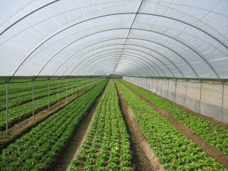 MIRTIBÉRICA – Plantas de Frutos Silvestres, Estufas Agrícolas/Garden Centers, Sistemas de Rega.