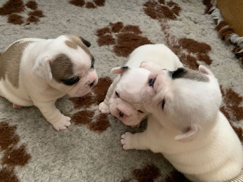 Bulldog francês pronto para nova família