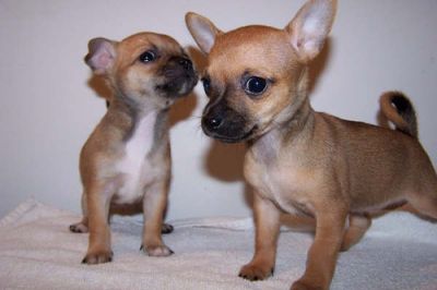 adoráveis Chihuahua cachorros para adopção.