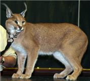 África exótica Serval, Ocelot, Savannah, gatinhos Caracal para venda