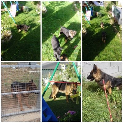 pastores alemaes com pedigree--. 967888237