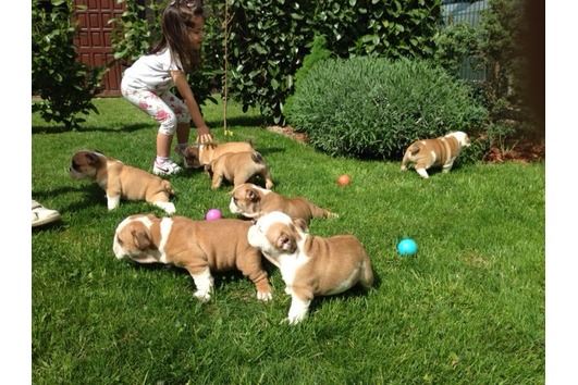 Filhote de cachorro Bulldog Inglês