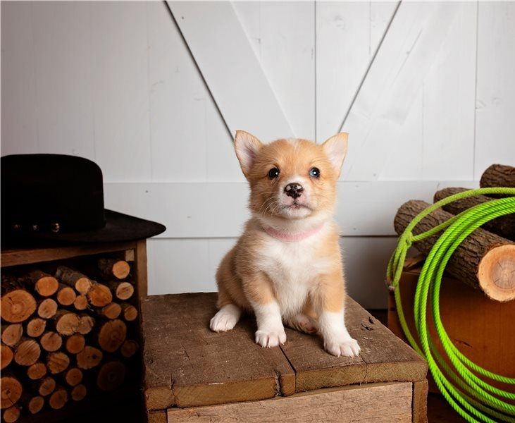 Filhotes de Pembroke Welsh Corgi