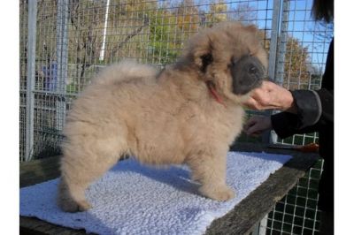 Filhotes chow chow pronto para adopção