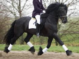 : Boa competição horse.Friendlly