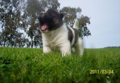 cute e adorável cachorros Akita para adoção livre contato para mais informações