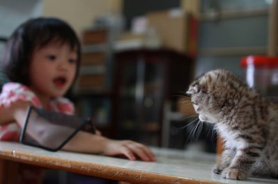 Americanos curto gatinhos de cabelo