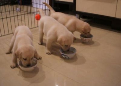 labradores ja com 2 vacinas -- exelentes -- 924255433