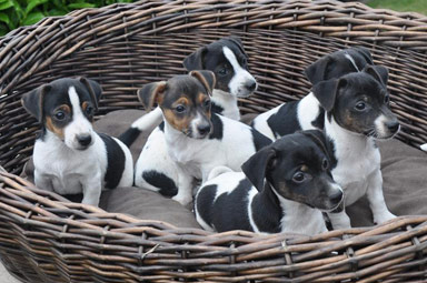 filhotes de cachorro jack russel