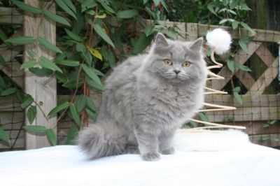 Britânicos curto gatinhos de cabelo para adoção