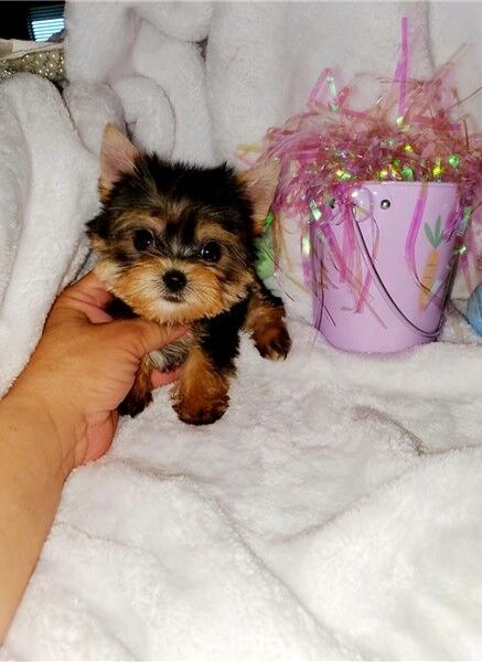 Filhotes de Yorkshire Terrier