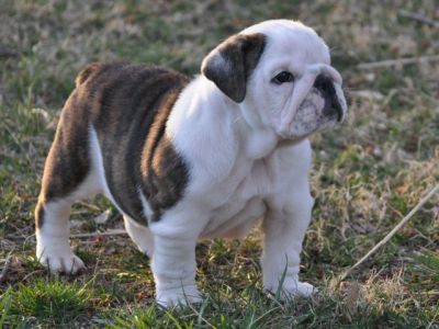 nglês bullsdog filhotes prontos para adoção