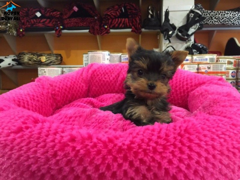 Filhotes de Yorkshire Terrier surpreendentes