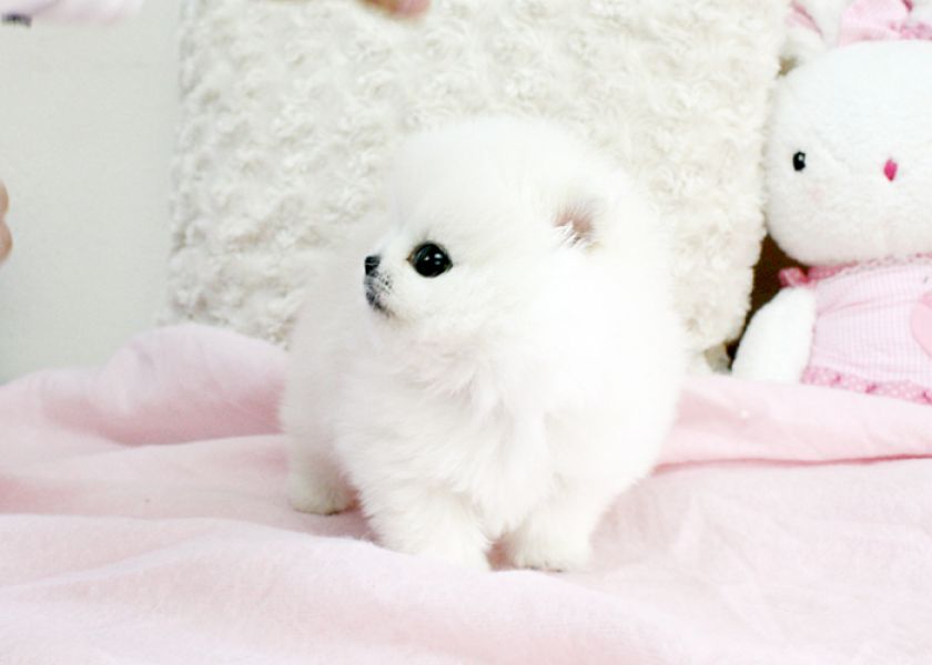 Lindos filhotes de Pomerânia