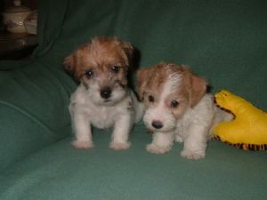 Jack Russell Terrier para venda