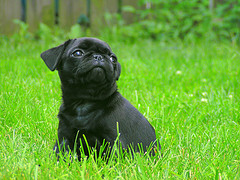 Um filhote fêmea preta pug para adoção