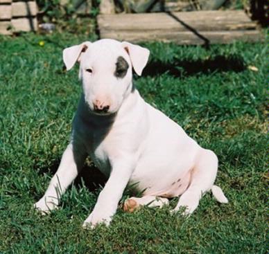 Bull terrier Miniatura com L.O.P.