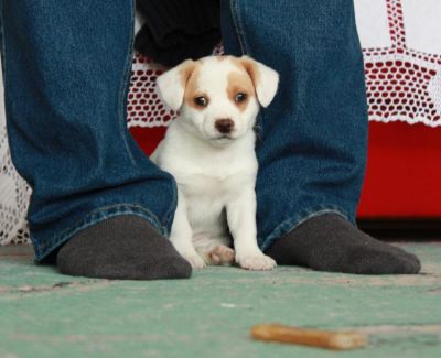  incrível jack russell puppy