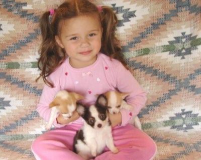 Bem treinados do copo de chá cachorrinhos chihuahua