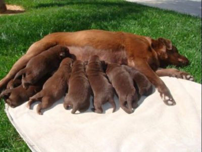 labradores ja com 2 vacinas -- exelentes -- 924255433