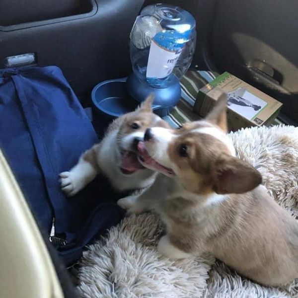 Filhotes de Welsh Corgi disponíveis