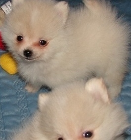 amável disponíveis Pomerânia