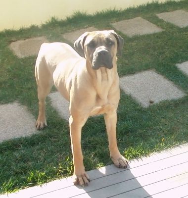 Boerboel