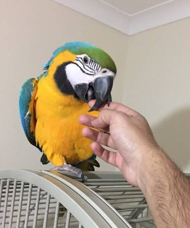 Papagaios de bebê e ovos de papagaio