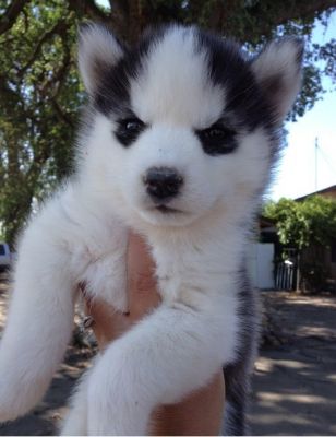 pedigree filhotes husky siberiano disponíveis
