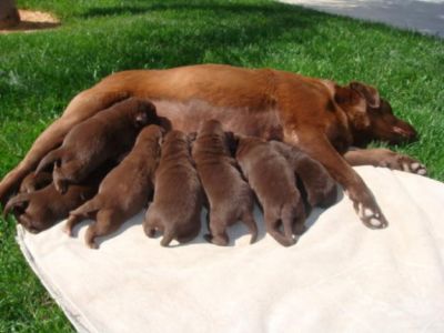 LABRADORES RETRIEVER 