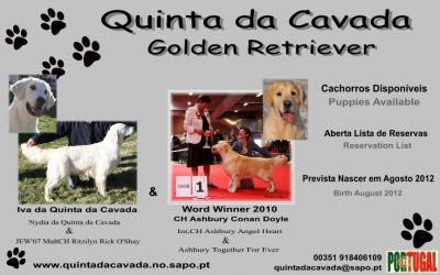 Golden Retriever- Cachorros filhos de Campeão do Mundo- Exc LOP