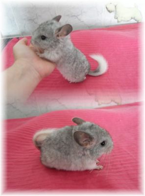 Porquinhos da India de Raça e Chinchilas