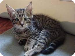  Livre Offertas gatos de mainecoons, se disponível 