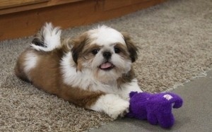 Filhotes de Shih Tzu machos e fêmeas bem treinados prontos para um novo lar.