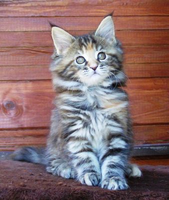 Gatos de raça Maine Coon