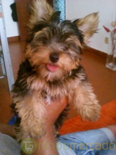  Gratis Filhotes de yorkshire terrier prontos para adoção