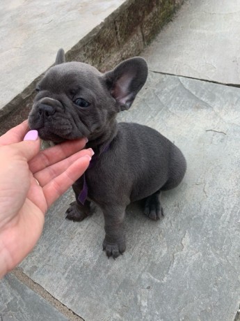 Bulldogue francês /// exóticos 